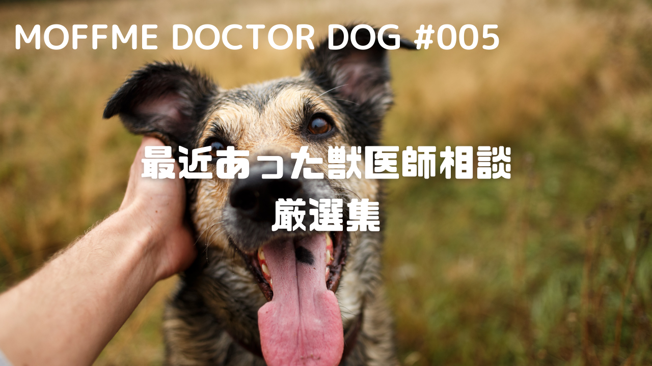 【MOFFME DOCTOR DOG】涙やけの原因とは...のサムネイル画像